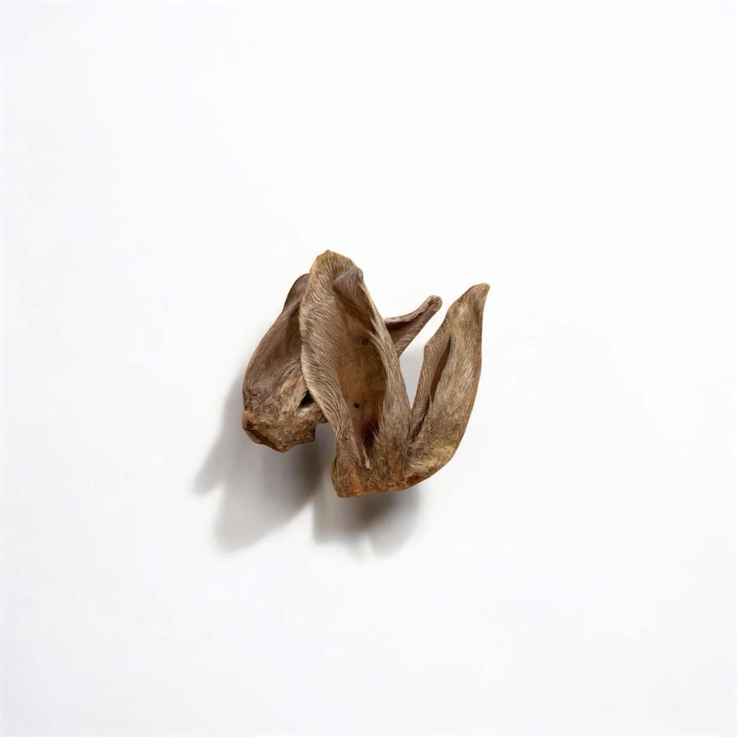 Rabbit ears - dehydrated